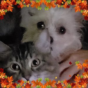 Meet your Posher, Sandy